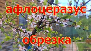 Весенняя обрезка АФЛОЦЕРАЗУСА ! (Персиковой вишни) Шикарный самоплодный гибрид!