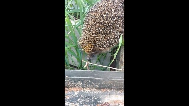 К нам приходил ёж [Ежи. Кочкино. Пермский край] смотреть онлайн