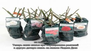 Как посадить весной розы, купленные в магазине?