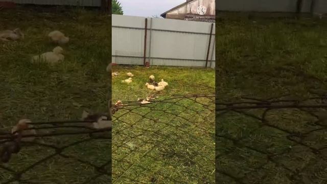 Курица с цыплятами первый выгул естественный процесс Курица мама смотреть онлайн
