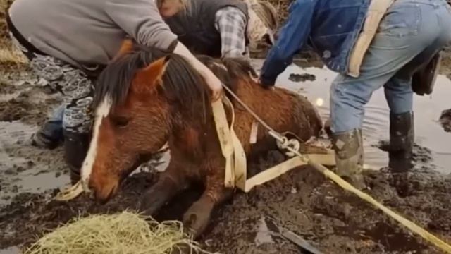Дикая кобыла провалилась в грязь по шею и не могла дышать. Дальше случилось это смотреть онлайн