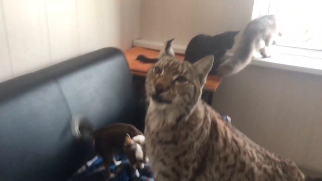 Игры Рыси с животными/Как поймать кошку. смотреть онлайн