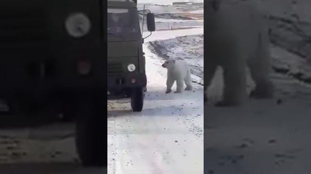 Белые медведи и КАМАЗ смотреть онлайн