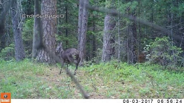 Кабарга, саблезубый олень смотреть онлайн