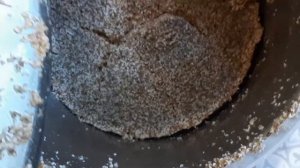 Гречневый дистиллят на кодзи, от браги  до дробной перегонки