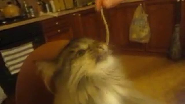 Кот Лулус ест макароны смотреть онлайн