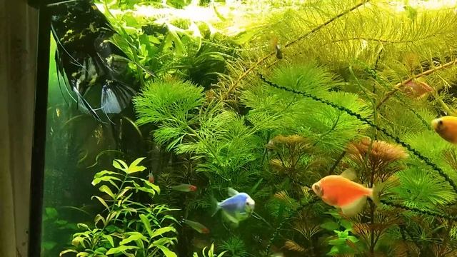 Обзор аквариума 26 м. без подмен на 260 л. Вот верь после такого людям! смотреть онлайн