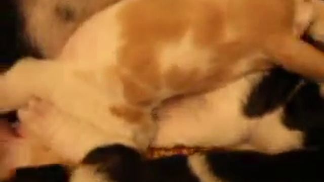 Щенки Бассета! =) смотреть онлайн