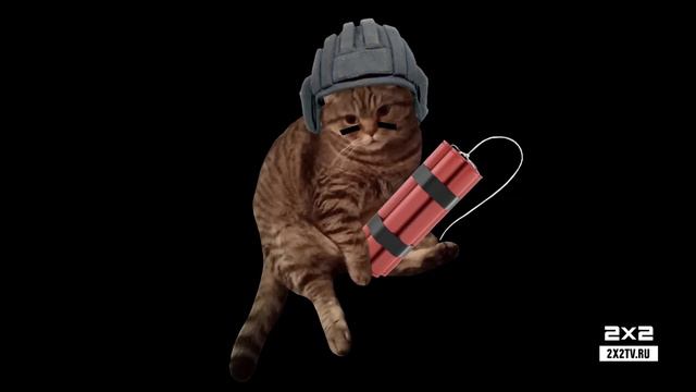 #ПРОКАЧАЙКОТА — мы прокачали ваших котов смотреть онлайн