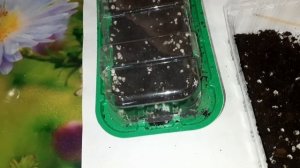 ПОСЕВ ЛОБЕЛИИ БЕЗ ПИКИРОВКИ. ПОСЕВ РУДБЕКИИ НА РАССАДУ В ДОМАШНИХ УСЛОВИЯХ.