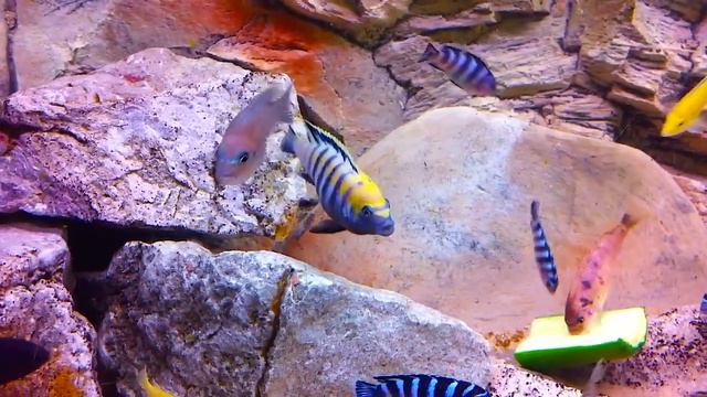Stunning Cynotilapia Afra Cobue [HD] смотреть онлайн