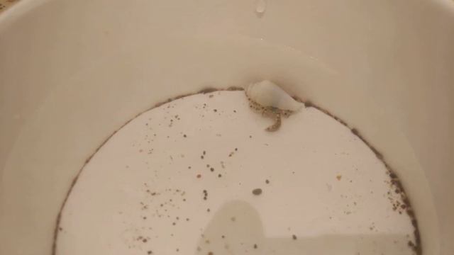 Маленький рак отшельник смотреть онлайн