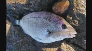 Рыбалка в легкий шторм. Рокфишинг на Чёрном море