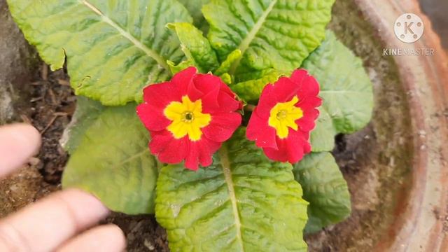 Primrose Plant Care and Fertilizer || How to Grow and Care Prim rose/Primula Plant смотреть онлайн