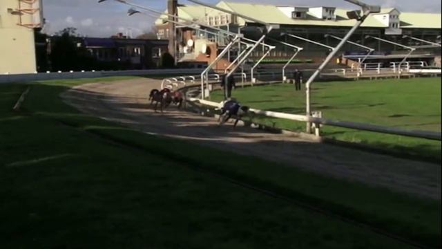 Greyhound race - Track racing смотреть онлайн