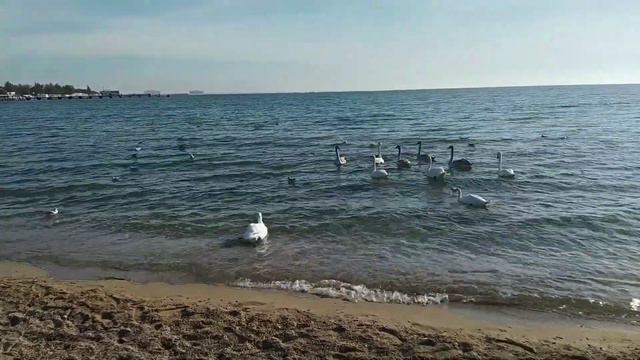 У чёрного моря смотреть онлайн
