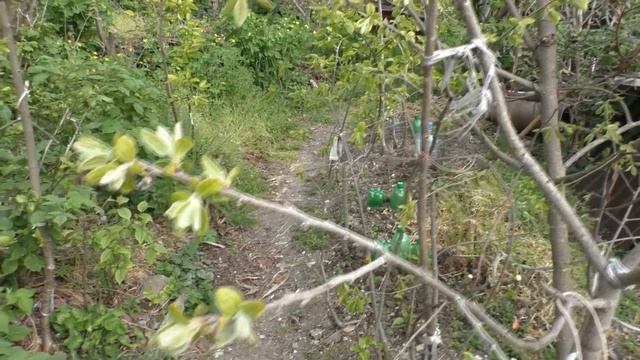 Хурма начало вегетации 2020 смотреть онлайн