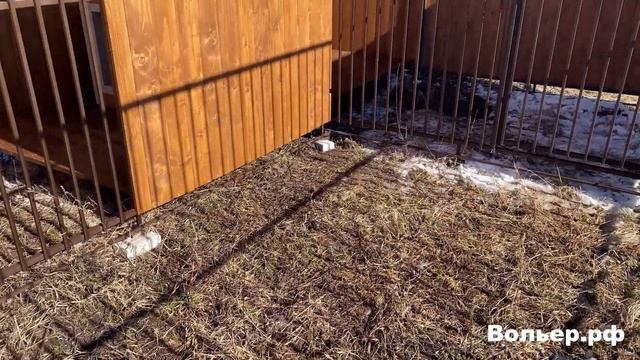 Вольер для двух собак. Time-Lapse. смотреть онлайн
