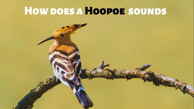 How does a Hoopoe sounds смотреть онлайн
