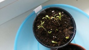 Шпинат на подоконнике. Первые настоящие листики