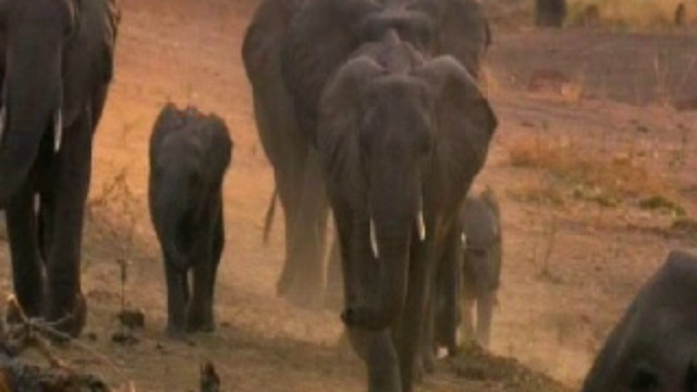 Замбези. Неукрощенная река смотреть онлайн