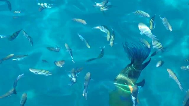 Hungry fish - Голодные рыбки смотреть онлайн