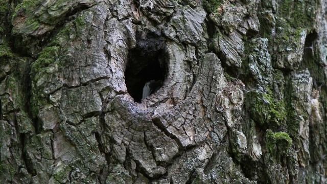 Синица Б 160527 1 в дупле Вынесла помет