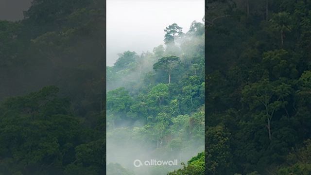 Чем лучше дизайнерские обои с лесом Alltowall смотреть онлайн