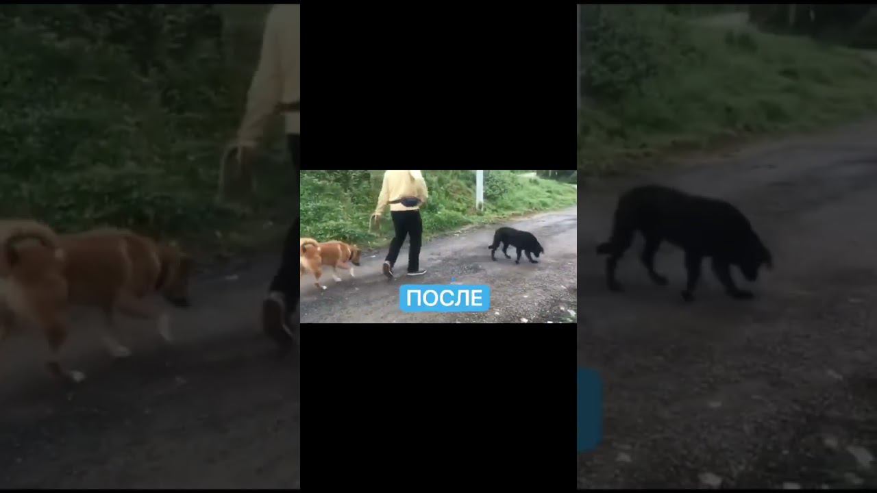 Бурная реакция на других собак смотреть онлайн