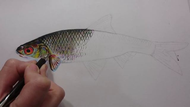 Рыболовное Богатство