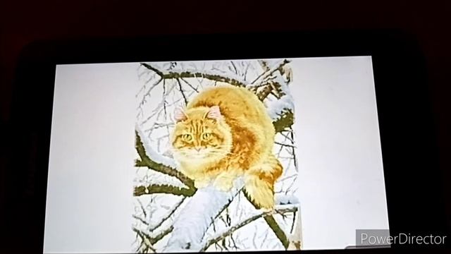 Рыжий кот. Отчёт 5. смотреть онлайн