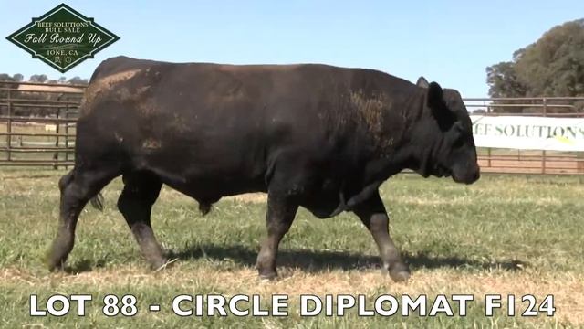 LOT 88 CIRCLE DIPLOMAT F124 смотреть онлайн