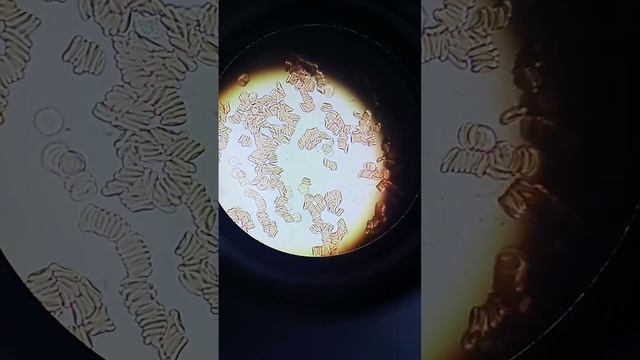 белые круглые кто они смотреть онлайн