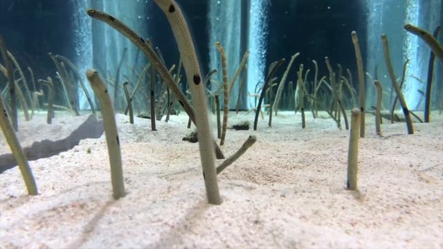 Spotted garden eel | Heteroconger hassi | チンアナゴ смотреть онлайн