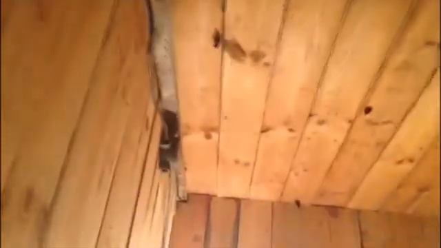 Где зимуют бабочки? смотреть онлайн