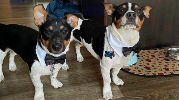 Teddy Roosevelt Terrier - TOP 10 Interesting Facts