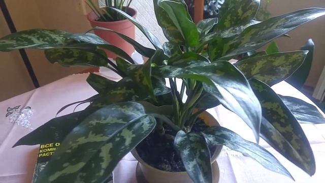 МОЯ АГЛОНЕМА ЗАЦВЕЛА. ПРАВИЛЬНЫЙ УХОД И ПОЛИВ АГЛОНЕМЫ.