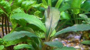 Нано Аквариум. Буцефаландры.