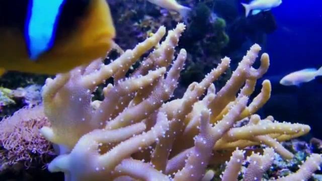 Красота подводного мира.Расслабляющая релакс музыка, успокаивает нервы. смотреть онлайн