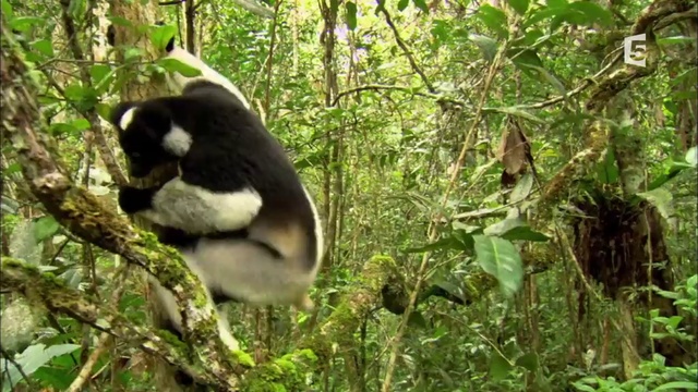 Madagascar La Nature Enchantée (2016)