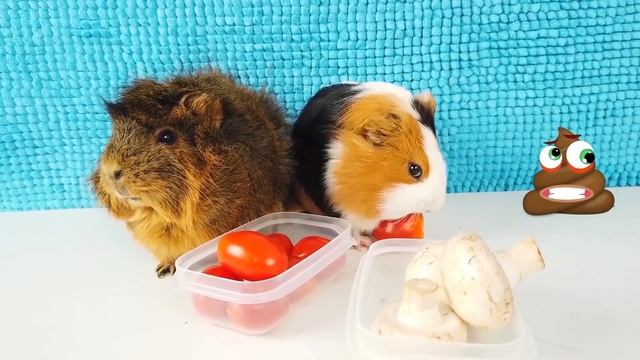 КРАСНАЯ ЕДА ПРОТИВ БЕЛОЙ ЕДЫ ЧЕЛЛЕНДЖ! КАКУЮ ЕДУ ВЫБЕРУТ НАШИ СМЕШНЫЕ ПИТОМЦЫ? смотреть онлайн