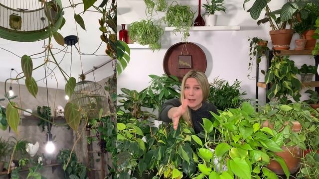 Philodendron & Pothos: Spot the differences! смотреть онлайн
