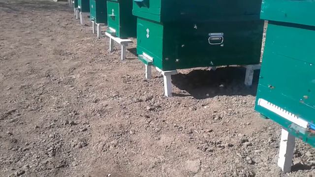 мои пчелы севодня летали так смотреть онлайн