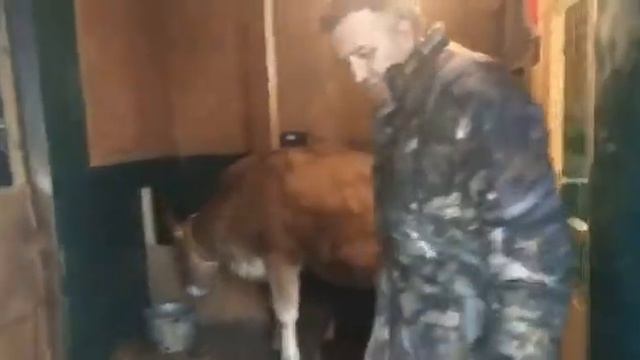 Корова Джерси по кличке 