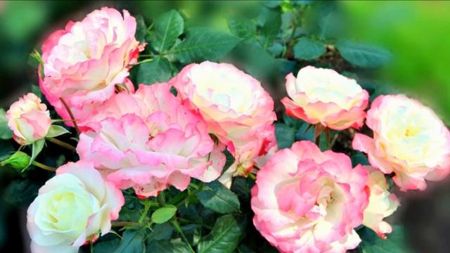 Возьмемся за руки, друзья. Расширенный вариант практики «Магнит Любви»