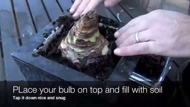 How to Plant an amaryllis bulb смотреть онлайн