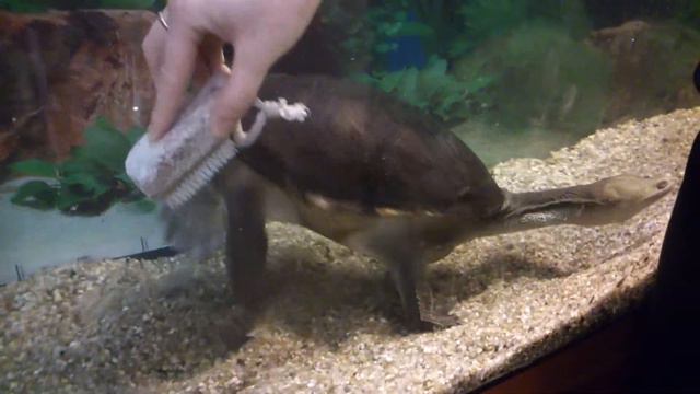 Черепаха чешется