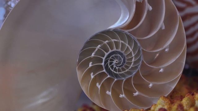 10 древнейших животных, доживших до наших дней смотреть онлайн