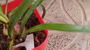 пестрые листья гиппеаструмов  - вирус или хлороз,  что делать