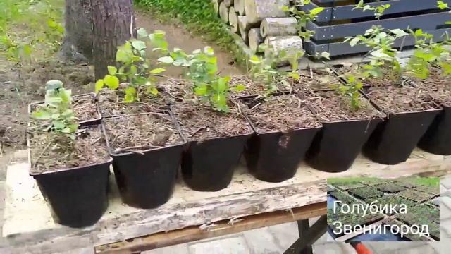Пересаживаем саженцы голубики из кассет в горшки смотреть онлайн